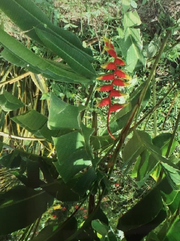 Carribbean Madicreole Au Carbet Βίλα Λε Καρμπέ Εξωτερικό φωτογραφία